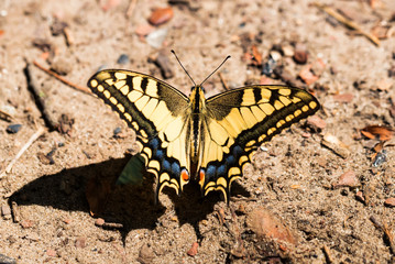Swallowtail butterfly or Papilio machaon close