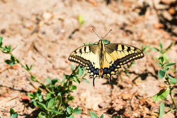 Swallowtail butterfly or Papilio machaon close