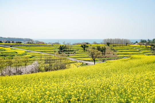 菜の花　長崎鼻