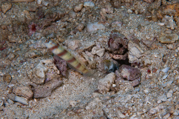 Steinitzi shrimp-goby  Amblyeleotris steinitzi