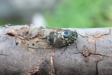 Minmin Robust Cicada (Hyalessa maculaticollis) in Japan