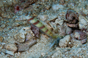 Steinitzi shrimp-goby  Amblyeleotris steinitzi
