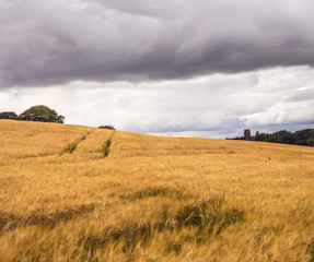 Fototapeta premium Golden wheat fields in summer at Pickmere Lake, Knutsford, Cheshire, UK
