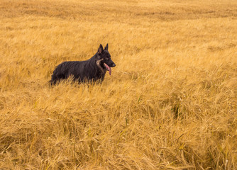 Family dogs enjoying romping in golden wheat field at Pickmere, Knutsford, Cheshire, UK