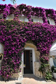 Fioritura presso Capri - Isola di Capri - Napoli - Italia