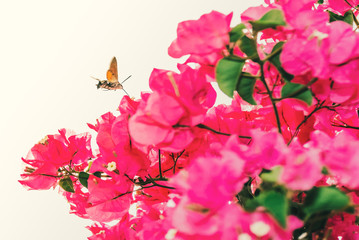 Hummingbird hawk moth flying hovering in spain above pink bougainvillea flowers. The curled tounge like proboscis can be seen.