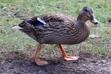 Cute duck