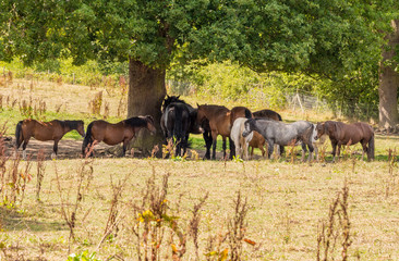 Group of horses taking shade under trees away from the intence heat of the day at Styal Country Park, Cheshire, UK