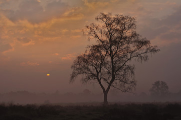 Fototapeta na wymiar Misty sunset