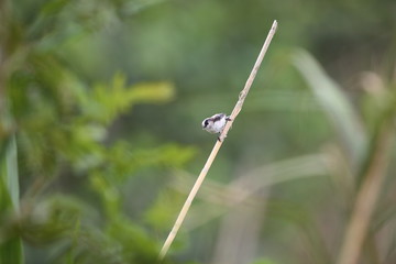 Long-tailed Bushtit or Long-tailed Tit (Aegithalos caudatus) in Japan