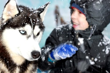 dog, husky, animal, siberian, snow, pet, winter, portrait, canine, white, fur