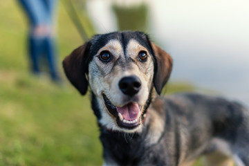 Breed dog breeds Husky and English spaniel