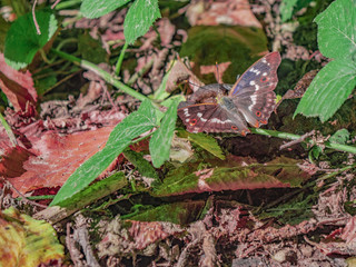 Papillon et couleurs d’automne