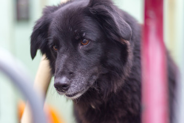 Black dog with brown eyes looking longingly downwards. Closeup of his head