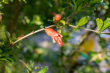 Red flowers of the Melograno tree