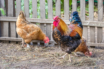  feathered chicken and rooster on grazing.