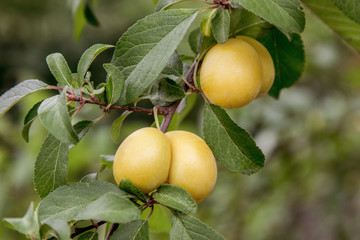sweet yellow plum ripens on a tree in the garden