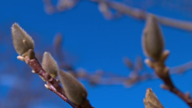 Magnolienbaum