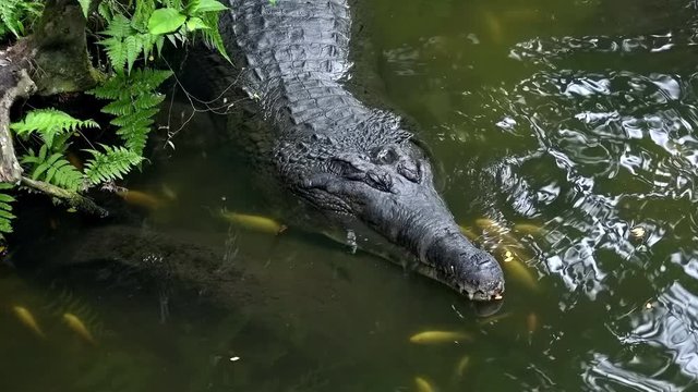 Indian gavial staying still in water and sleeping surrounded by lake dwellers . Gharial, fish eating crocodile in natural habitat. Top view. Critically endangered species in nature. 