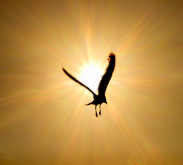 Seagull in Sunlight