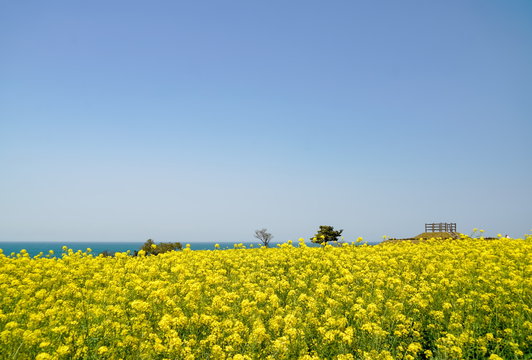菜の花　長崎鼻