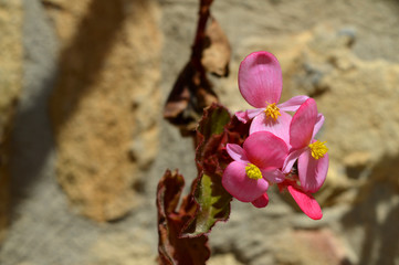 Fototapeta na wymiar Close-up of Pink Begonia Flowers, Nature, Macro