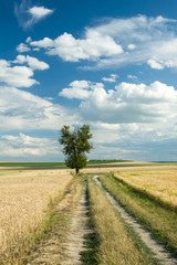 Road through fields of grain, one tree and white clouds in the blue sky