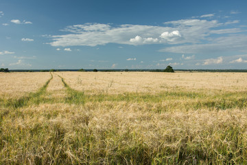 Field of barley, horizon and clouds on a blue sky