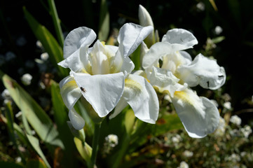 Obraz na płótnie Canvas Close-up of Two Beautiful White Iris, Nature, Macro