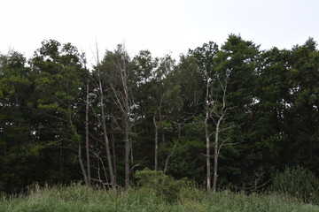 Fototapeta na wymiar trees