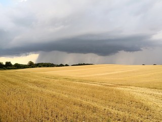 field of wheat and sky