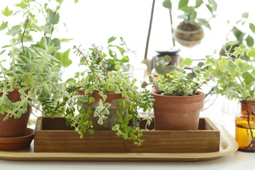 多肉植物　寄せ植え　観葉植物