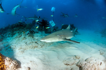 Naklejka na ściany i meble Lemon shark at the Bahamas