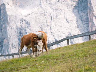 Two cows cuddle on a pasture in the mountains of the Italian alps in front of a rock wall