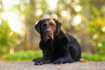 Black Labrador Posing