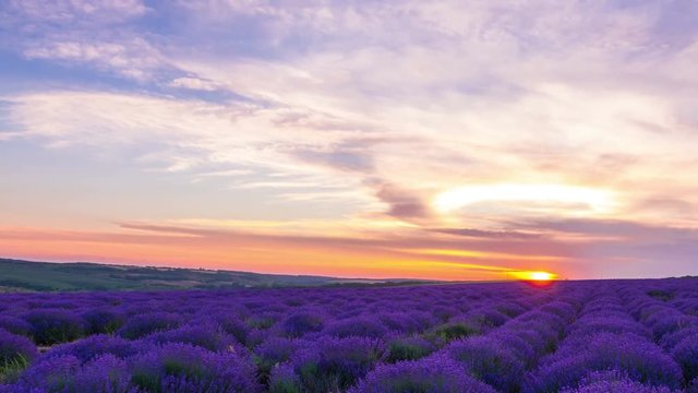 Time Lapse Of Sunset Over A Field Of Lavender. 4K.
