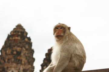 Monkey macaque sitting on the Iron rail in the ancient temple of Thailand