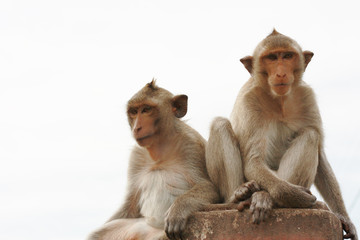 Monkey macaque sitting on the Iron rail in the ancient temple of Thailand