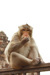 Monkey macaque sitting on the Iron rail in the ancient temple of Thailand