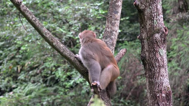 Angry Rhesus macaque (Macaca mulatta) in Zhangjiajie National Forest Park.