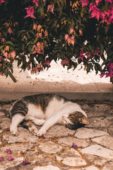 A cat sleeps in the shade of a flower to hide from the sun