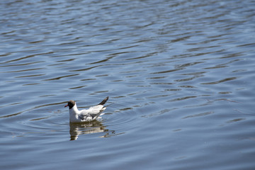 Tern in flight