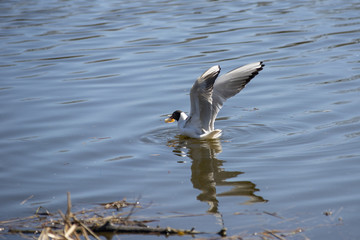 Tern in flight