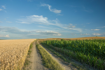 Road and field of corn, horizon and clouds in the blue sky