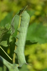oleander hawk moth