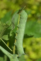 oleander hawk moth