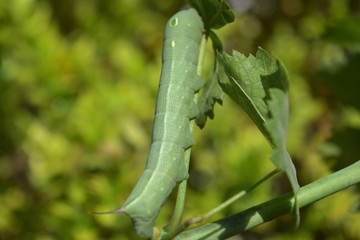 oleander hawk moth