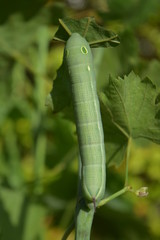 oleander hawk moth
