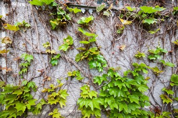 Green ivy leaves on a gray concrete wall in summer, background texture surface photo