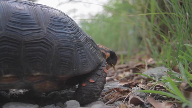 Red footed tortoise living in the wild on the caribbean island of Saint Barthelemy